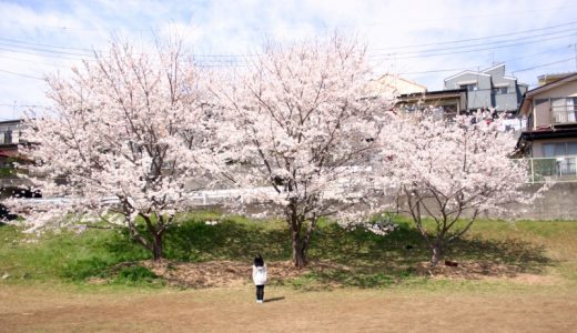 さくら散歩 – 2013 桜