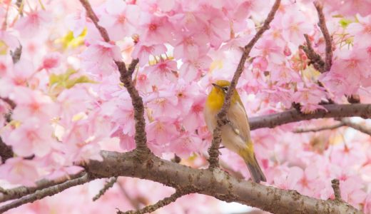 松田山ハーブガーデンへ河津桜を観に行きました