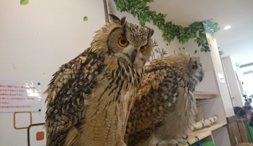 フクロウカフェに行ってきました 平塚市 ふくろうの森 Tanweb Net