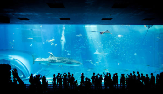 沖縄の定番！ジンベイザメがいる「美ら海水族館」へ行きました