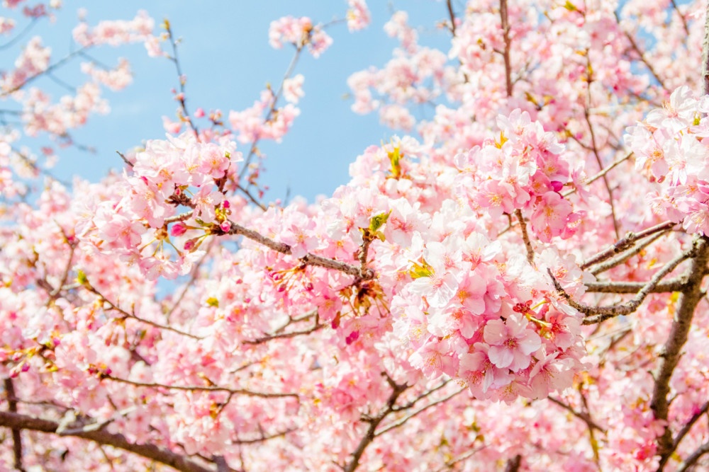 青空と河津桜のコラボレーション