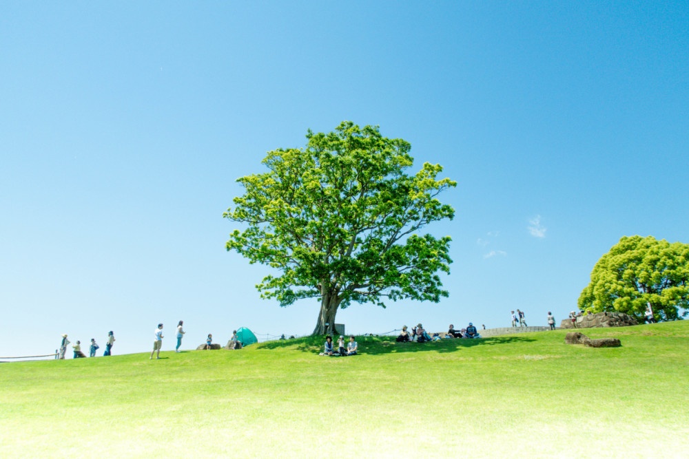 吾妻山公園シンボルツリー「ぶなの木」