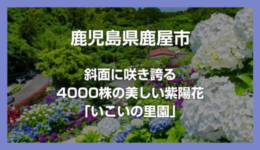4000株のアジサイが咲き誇る「いこいの里園」鹿児島鹿屋のおすすめスポット
