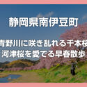 早春の伊豆旅行！南伊豆町 名物の「青野川千本桜（河津桜）」を堪能してきました